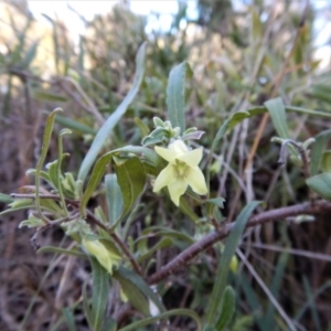 Billardiera scandens at Cook, ACT - 21 Nov 2017