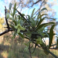 Billardiera scandens at Cook, ACT - 21 Nov 2017