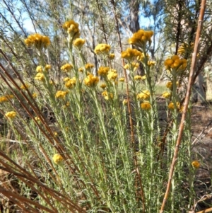 Chrysocephalum semipapposum at Cook, ACT - 21 Nov 2017