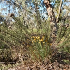 Chrysocephalum semipapposum at Cook, ACT - 21 Nov 2017