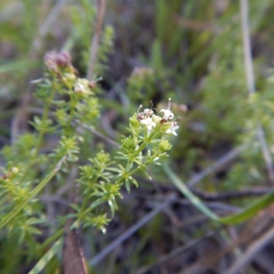 Asperula conferta (Common Woodruff) at Cook, ACT - 21 Nov 2017 by CathB