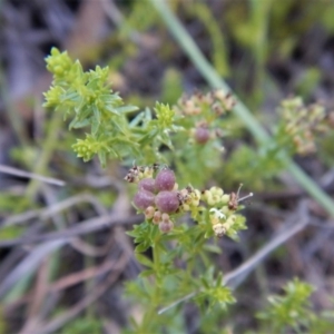 Asperula conferta at Cook, ACT - 21 Nov 2017