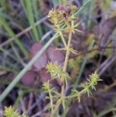 Asperula conferta at Cook, ACT - 21 Nov 2017