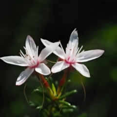 Calytrix tetragona (Common Fringe-myrtle) at The Ridgeway, NSW - 14 Nov 2017 by KenT