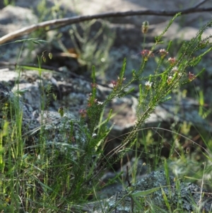 Calytrix tetragona at The Ridgeway, NSW - 15 Nov 2017