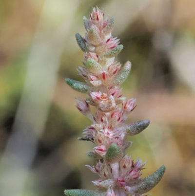 Crassula sieberiana (Austral Stonecrop) at The Ridgeway, NSW - 14 Nov 2017 by KenT