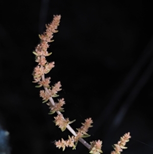 Crassula sieberiana at The Ridgeway, NSW - 15 Nov 2017 08:32 AM