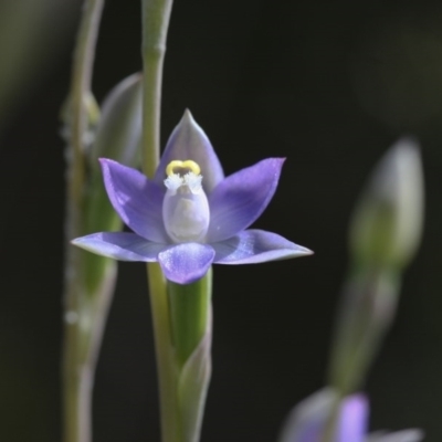 Thelymitra peniculata (Blue Star Sun-orchid) at Illilanga & Baroona - 1 Nov 2009 by Illilanga