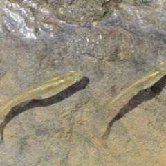 Gambusia holbrooki (Gambusia, Plague minnow, Mosquito fish) at The Ridgeway, NSW - 15 Nov 2017 by KenT