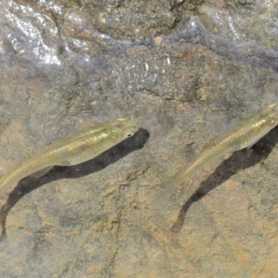 Gambusia holbrooki (Gambusia, Plague minnow, Mosquito fish) at Molonglo Gorge - 15 Nov 2017 by KenT