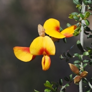 Pultenaea microphylla at The Ridgeway, NSW - 15 Nov 2017 10:02 AM