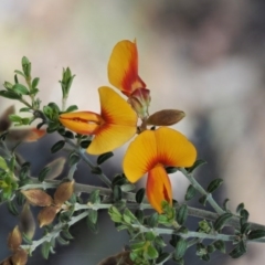 Pultenaea microphylla at The Ridgeway, NSW - 15 Nov 2017