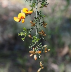 Pultenaea microphylla at The Ridgeway, NSW - 15 Nov 2017 10:02 AM