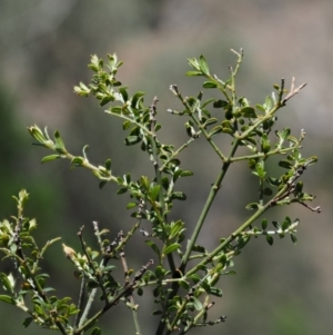 Pultenaea microphylla at The Ridgeway, NSW - 15 Nov 2017