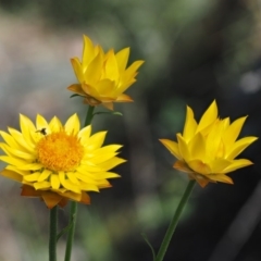 Xerochrysum viscosum (Sticky Everlasting) at The Ridgeway, NSW - 14 Nov 2017 by KenT