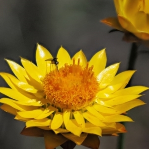 Xerochrysum viscosum at The Ridgeway, NSW - 15 Nov 2017