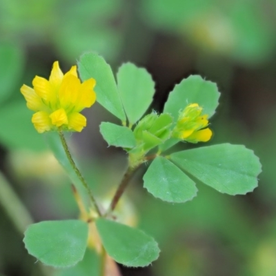 Trifolium dubium (Yellow Suckling Clover) at The Ridgeway, NSW - 14 Nov 2017 by KenT