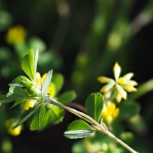 Trifolium dubium at The Ridgeway, NSW - 15 Nov 2017 06:48 AM