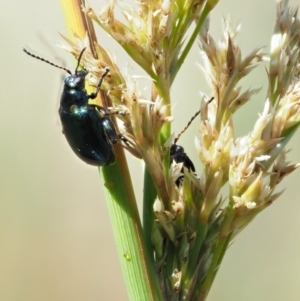 Altica sp. (genus) at Paddys River, ACT - 22 Nov 2017 08:44 AM