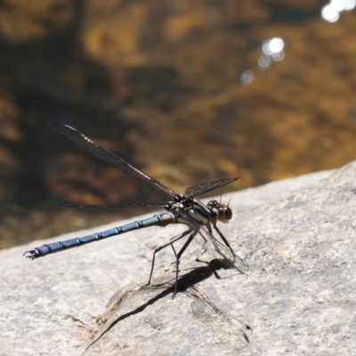 Diphlebia lestoides (Whitewater Rockmaster) at Paddys River, ACT - 21 Nov 2017 by KenT