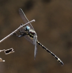 Eusynthemis brevistyla (Small Tigertail) at Paddys River, ACT - 22 Nov 2017 by KenT