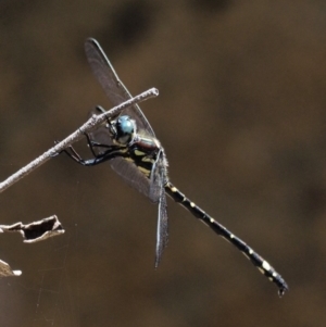 Eusynthemis brevistyla at Paddys River, ACT - 22 Nov 2017