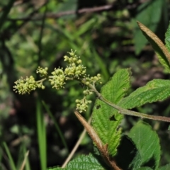 Pomaderris aspera (Hazel Pomaderris) at Paddys River, ACT - 21 Nov 2017 by KenT