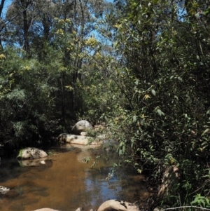 Pomaderris aspera at Paddys River, ACT - 22 Nov 2017