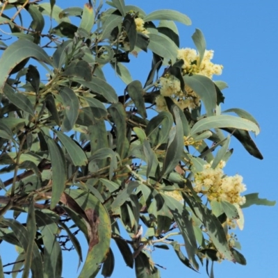 Acacia falciformis (Broad-leaved Hickory) at Paddys River, ACT - 21 Nov 2017 by KenT