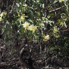 Acacia falciformis at Paddys River, ACT - 22 Nov 2017