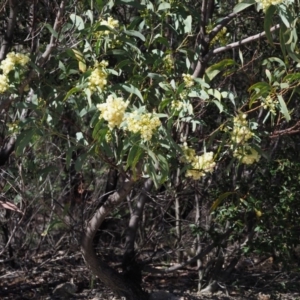 Acacia falciformis at Paddys River, ACT - 22 Nov 2017