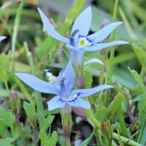 Isotoma fluviatilis subsp. australis at Paddys River, ACT - 22 Nov 2017