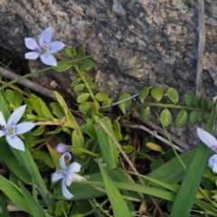 Isotoma fluviatilis subsp. australis at Paddys River, ACT - 22 Nov 2017