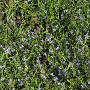 Isotoma fluviatilis subsp. australis at Paddys River, ACT - 22 Nov 2017