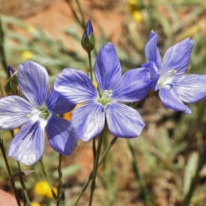 Linum marginale at Molonglo River Reserve - 24 Nov 2017 10:57 AM