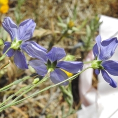 Linum marginale at Molonglo River Reserve - 24 Nov 2017