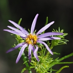 Olearia tenuifolia (Narrow-leaved Daisybush) at Paddys River, ACT - 21 Nov 2017 by KenT