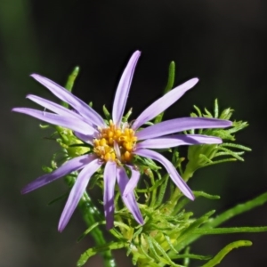 Olearia tenuifolia at Paddys River, ACT - 22 Nov 2017