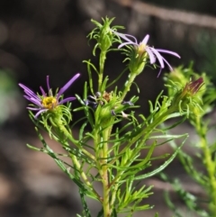 Olearia tenuifolia at Paddys River, ACT - 22 Nov 2017