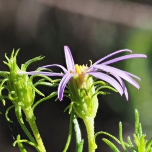 Olearia tenuifolia at Paddys River, ACT - 22 Nov 2017