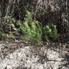 Olearia tenuifolia at Paddys River, ACT - 22 Nov 2017