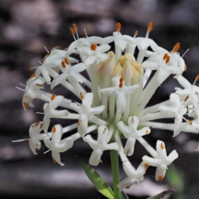 Pimelea treyvaudii (Grey Riceflower) at Paddys River, ACT - 21 Nov 2017 by KenT