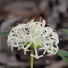 Pimelea treyvaudii at Paddys River, ACT - 22 Nov 2017