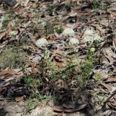 Pimelea treyvaudii at Paddys River, ACT - 22 Nov 2017