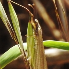 Myrmeleontidae (family) at Molonglo River Reserve - 24 Nov 2017