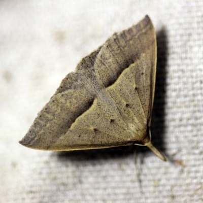 Epidesmia hypenaria (Long-nosed Epidesmia) at O'Connor, ACT - 23 Nov 2017 by ibaird