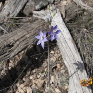 Thelymitra nuda at Illilanga & Baroona - suppressed