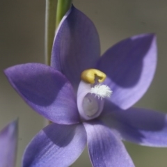 Thelymitra nuda at Illilanga & Baroona - suppressed