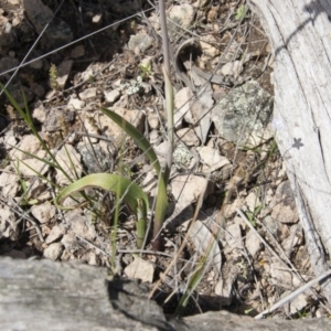 Thelymitra nuda at Illilanga & Baroona - suppressed