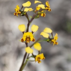 Diuris semilunulata (Late Leopard Orchid) at Illilanga & Baroona - 30 Oct 2009 by Illilanga